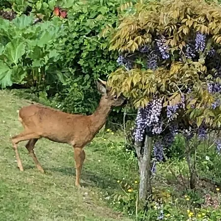 Marion * Waldeck (Hessen)
